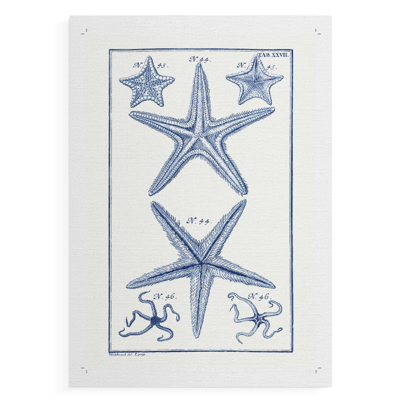 Blue Sea Stars I -Canvas Print Only - NOT FRAMED, H 27 po x l 18 po