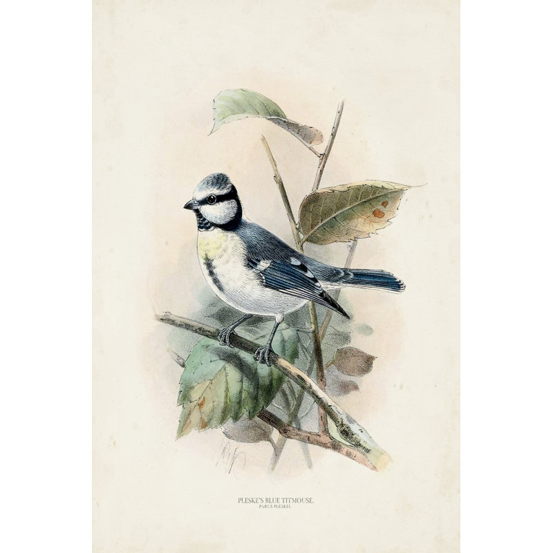 " Antique Birds VI ", 30" H x 20" W x 1.25" D