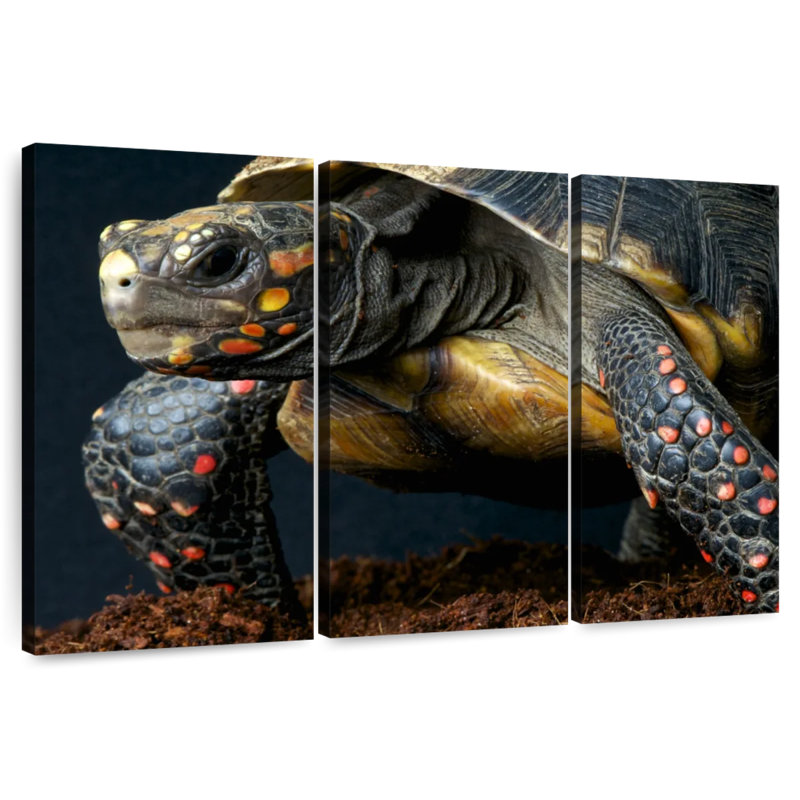 Brampt Red Footed Tortoise Species, 28" H x 45" W
