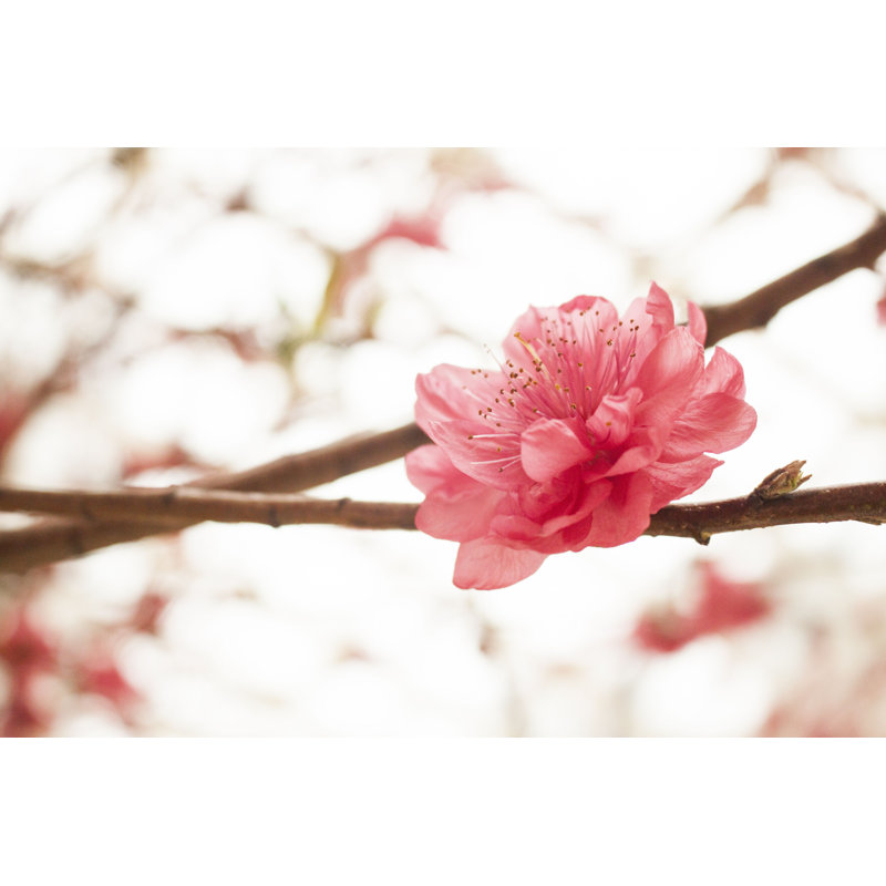 «Chinese Lunar New Year» par - Photographie sur toile tendue, H 8 po x l 12 po x P 1,25 po