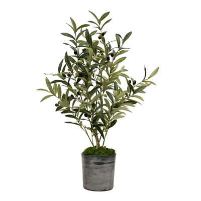 Olive Tree In A Vase