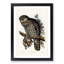 Powerful Owl by Elizabeth Gould - Picture Frame Painting Print-55601768-55601771