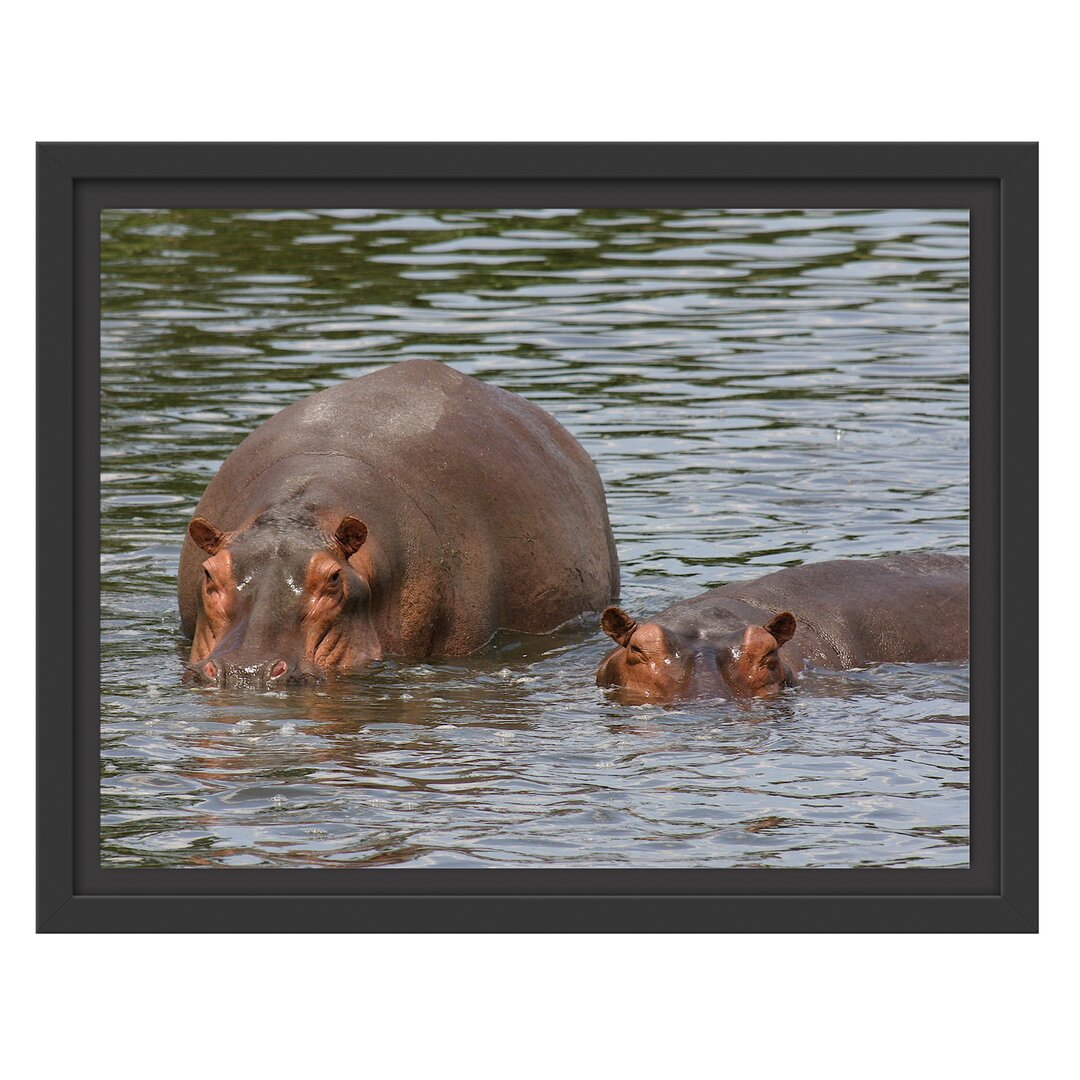 Gerahmtes Wandbild zwei Flusspferdehohen Wasser