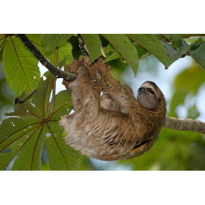 Sloth in Costa Rica by Freder