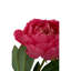 Fiori Peony Arrangement