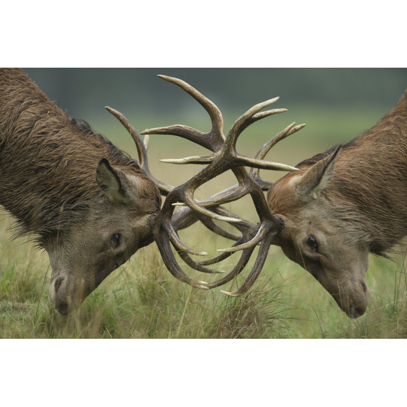 Deer Budding Antler par Jamie_Hall - Photographie sur toile tendue, L 30 po x H 20 po