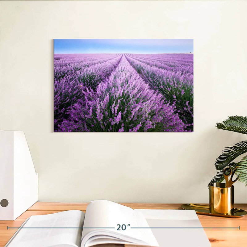 Champ de lavande d'Alvord en Provence, H 8 po x l 12 po