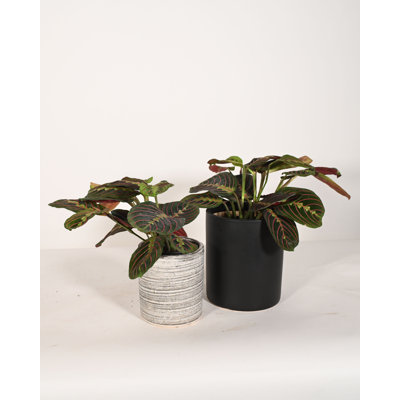 Upshining Live Foliage Plant in Ceramic Pot