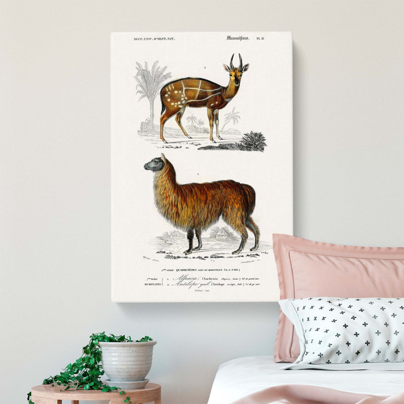 Alpaca and Antelope - Wrapped Canvas, 50cm H x 35cm W x 3cm D