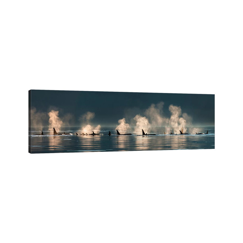 A Group Of Orcas Come To The Surface On A Calm Day, Lynn Canal, Inside Passage, Alaska by Design Pics - Wrapped Canvas Print