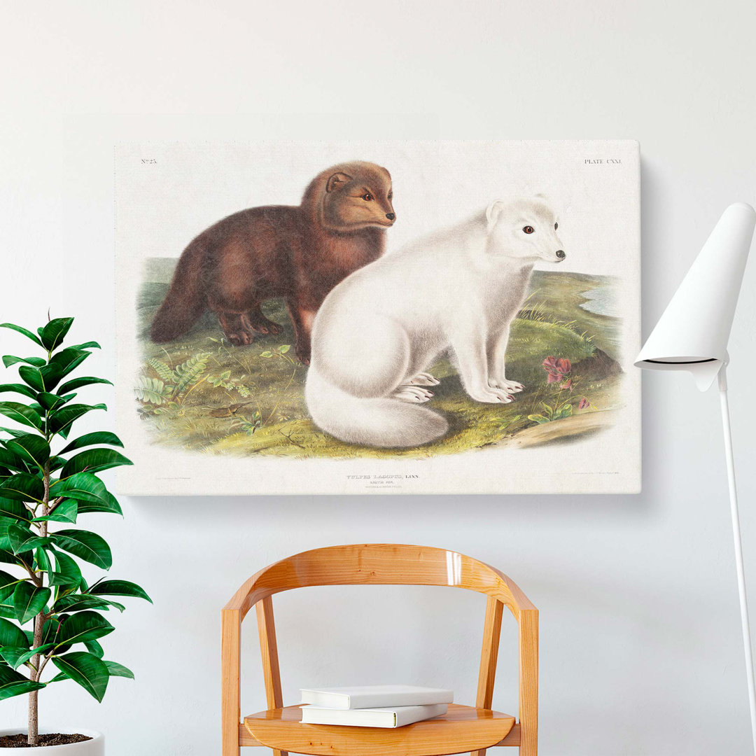 Arctic Fox by J.W. Audubon - Wrapped Canvas Painting Pint - Wrapped Canvas