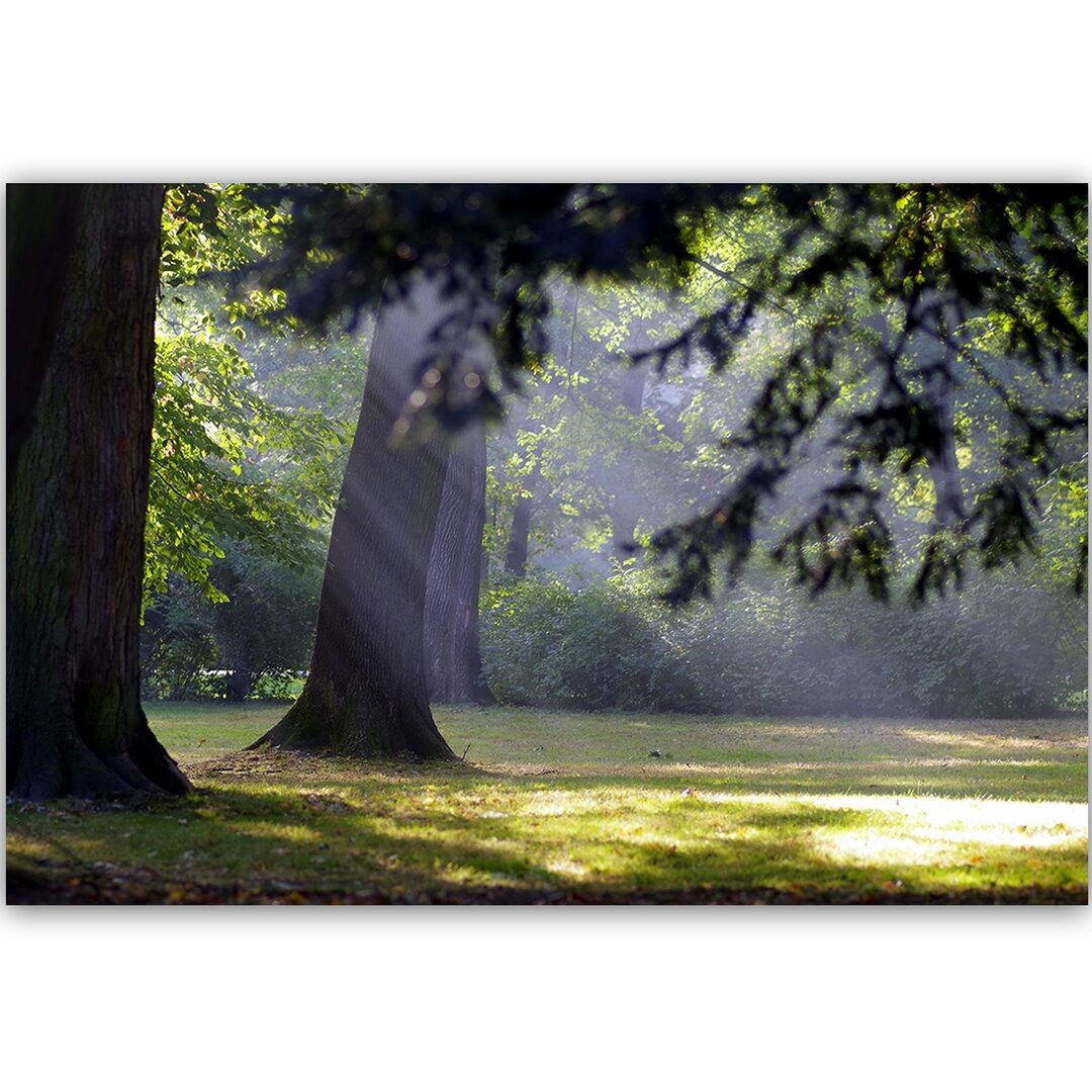 Leinwandbild Bäume im Park