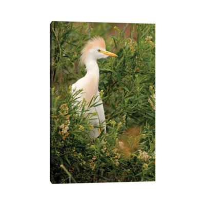 Cattle Egret, Argentina by Agustin Esmoris - Wrapped Canvas Print
