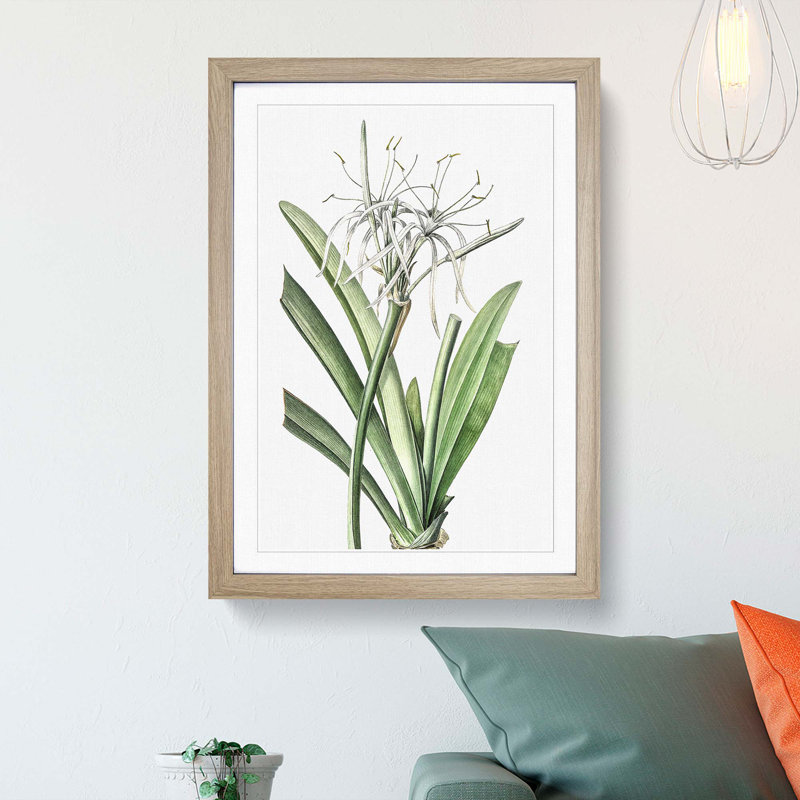 Caribbean Spider lily Flowers by Pierre-Joseph Redoute - Picture Frame Painting Print, Oak Framed, 36cm H x 27cm W x 2cm D