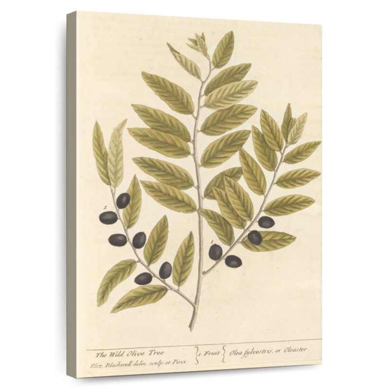 Keiri Olive Branch I, 51" H x 34" W