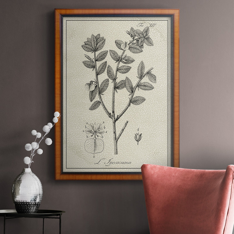 Toile encadrée botanique antique noire et blanche de qualité supérieure - prête à être accrochée, H 20 po x l 16 po