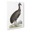 Black Cassowary Bird by George Shaw - Wrapped Canvas Painting-55304042