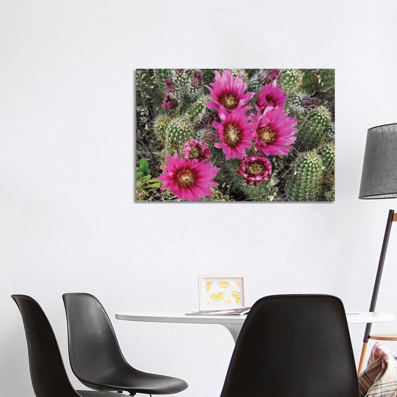 Hedgehog Cactus Flowering, Arizona by Tim Fitzharris - Wrapped Canvas Print, 101.6 cm H x 66.04 cm W x 1.91 cm D