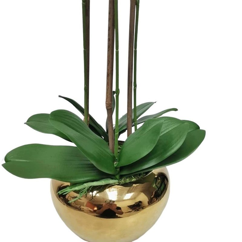 3 orchidées en pot
