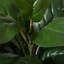 Figuier artificiel 17 po en pot-68535347