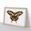 A Papilio Butterfly by George Shaw - Framed Print-55453451-55453453
