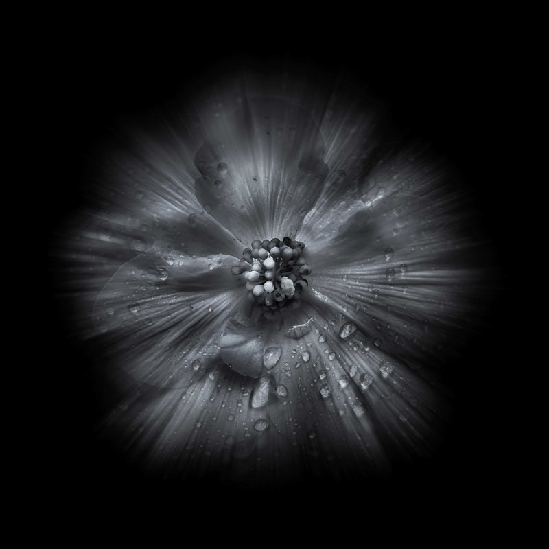 «Black and White Petunia IV», reproduction sur toile tendue, H 12 po x l 12 po