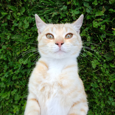 Chat prenant un autoportrait - Photographie sur toile tendue
