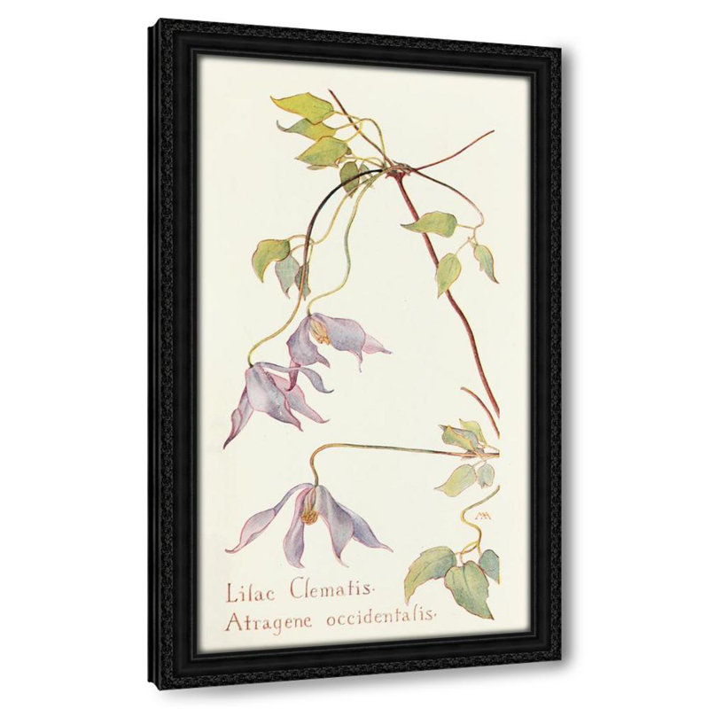 Lilac Clematis (1915)