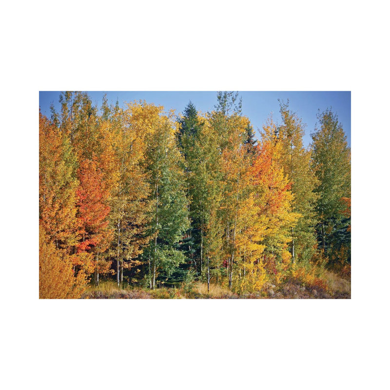 Autumn Layers Of Trees II by Susan Vizvary - Wrapped Canvas Print, 30.48 cm H x 45.72 cm W