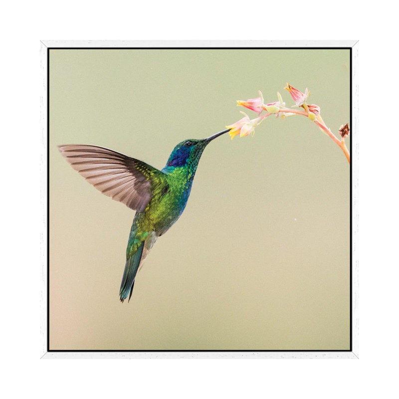 Blue-eared violet hummingbird feeding on flower, Talamanca Mountains, Costa Rica 1 Piece Wall Art on Canvas
