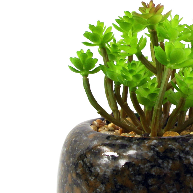 Annistin 14cm Plant
