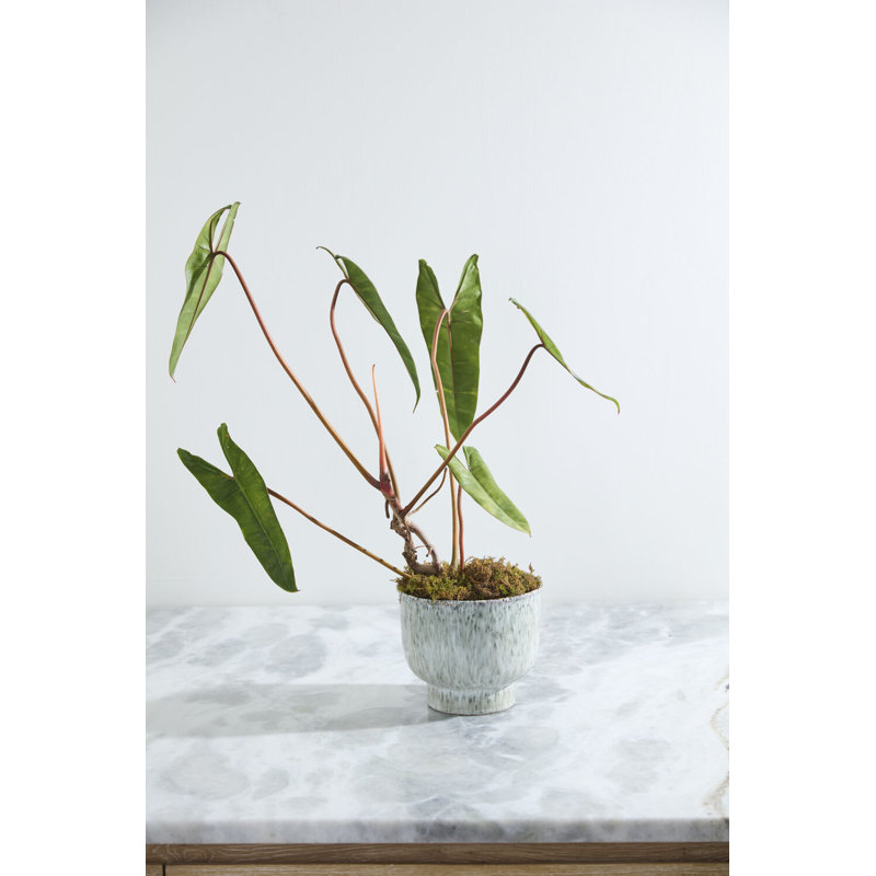 Pot Hayden 8,25 po x 7 po, 7" H x 8.25" W x 8.25" D