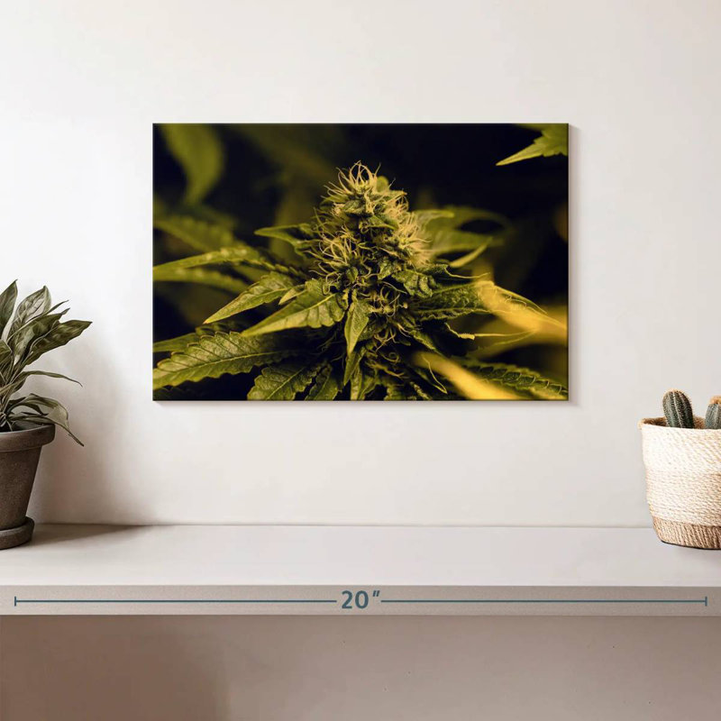 Floraison d'une plante de marihuana, H 8 po x l 12 po
