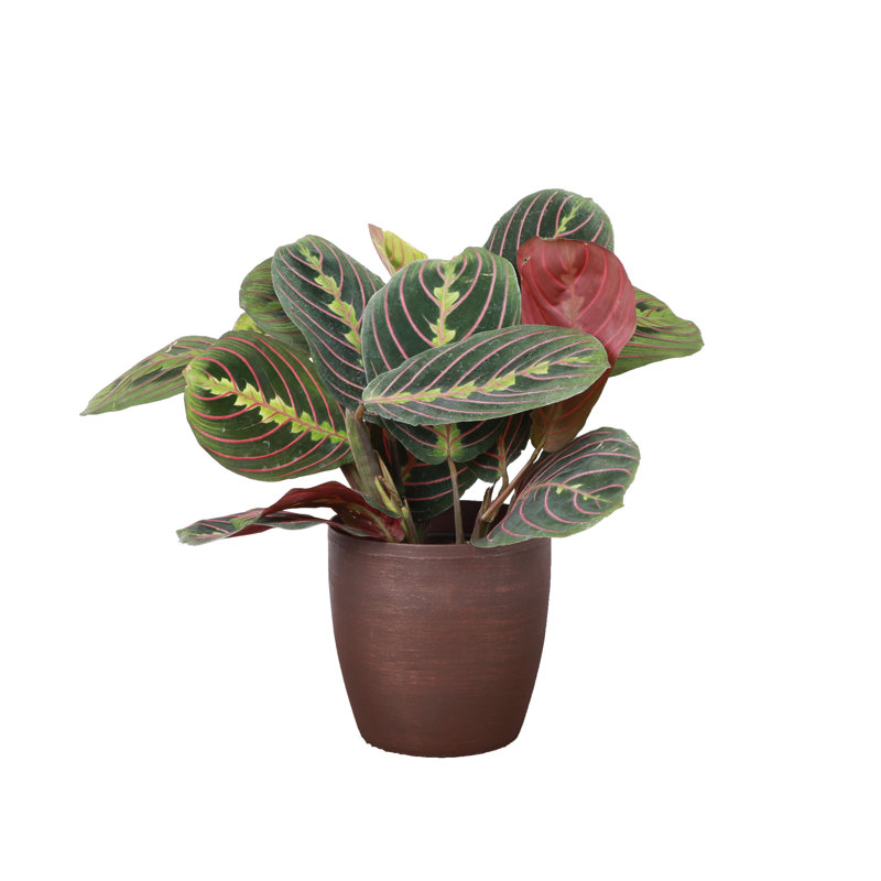 Live Red Prayer Plant in Classic Pot, Copper
