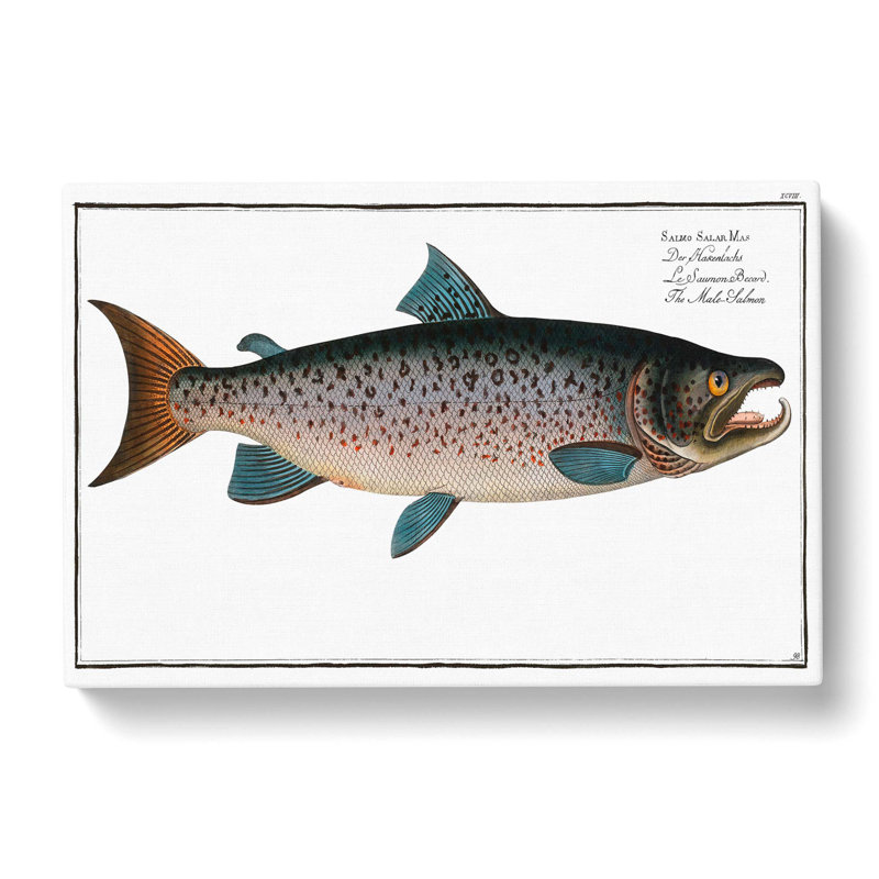 Male Salmon Fish by M.E. Bloch - Wrapped Canvas Print, 60cm H x 91cm W x 3cm D