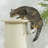 Scratching Post