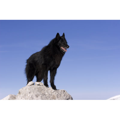 Belgian Sheepdog by S5Iztok