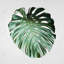 Feuille de Monstera - impression florale et botanique encadrée verte