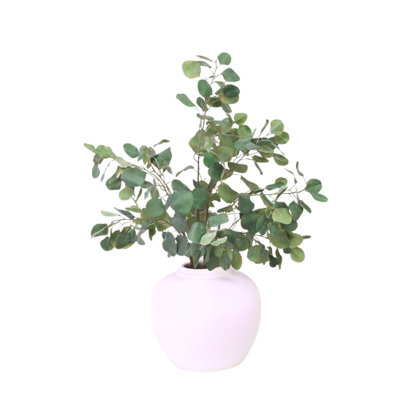 Eucalyptus argenté en pot blanc