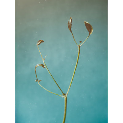 Scott Norris " Tiny Seed Pod " by Scott Norris