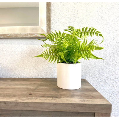 11" Light Fern In White Ceramic Planter