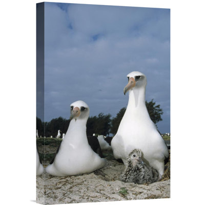 " Laysan Albatross Parents Exchanging Chick Guarding Duties, Midway Atoll, Hawaii "