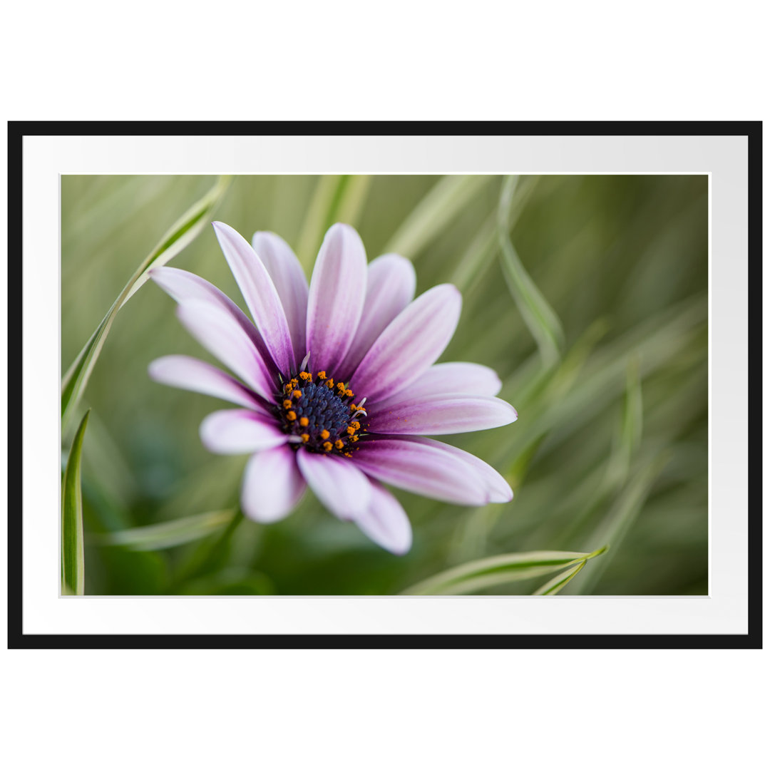 Gerahmtes Poster Blume in der Natur