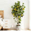 150cm Plant
