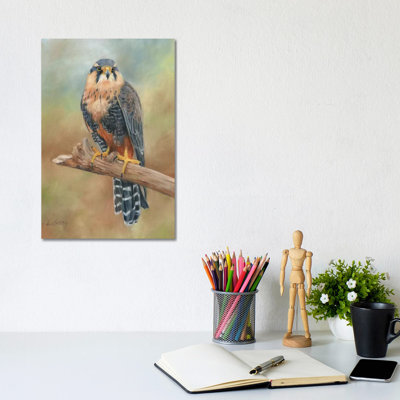 Aplomado Falcon by David Stribbling - Wrapped Canvas Print