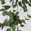 Branche d'eucalyptus artificiel Audet (1 tige)-1336703799
