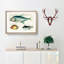 East Indies Fish Illustrations XXIX by Louis Renard - Picture Frame Graphic Art Print-55537255-55537258