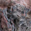 Crinoid On Matrix