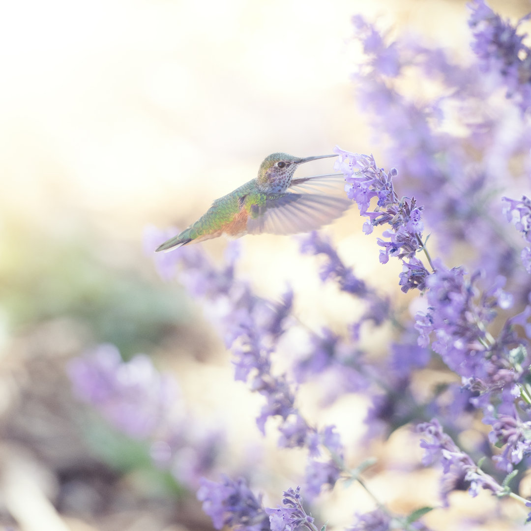 Kolibri-Fütterung von Nkbimages - Leinwandbild