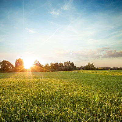 Summer Landscape With Green Field At Sunset by Brickrena - Wrapped Canvas Print